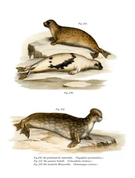 Harf Seal, 1860